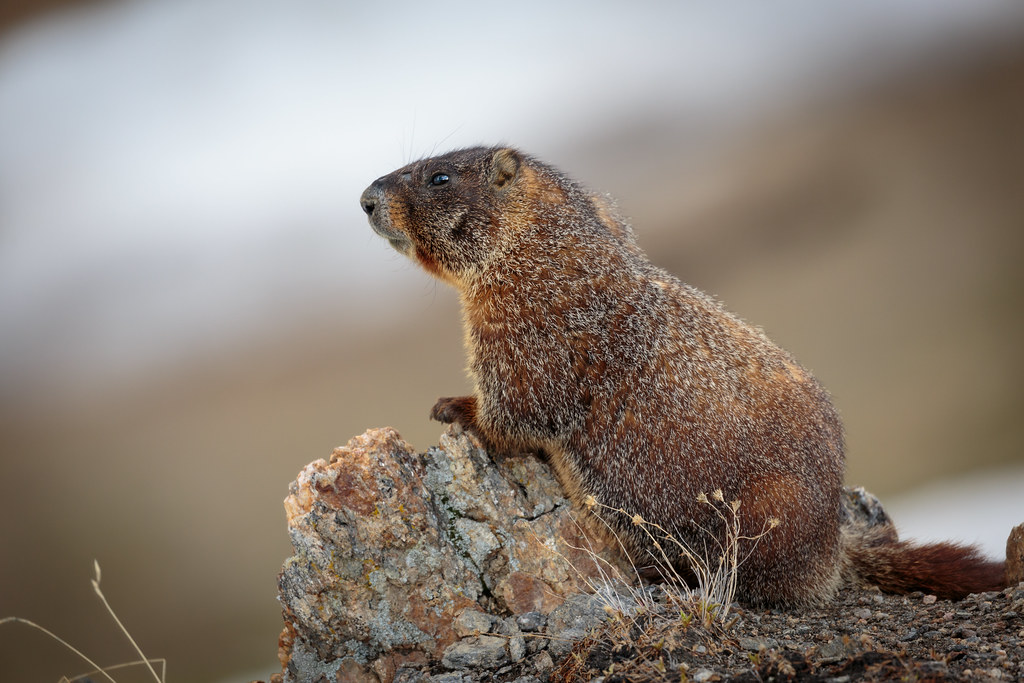 Marmot on a Rock