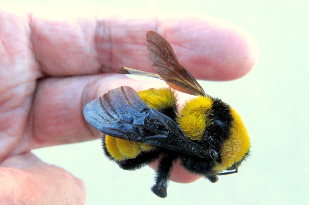 bumble bee sting