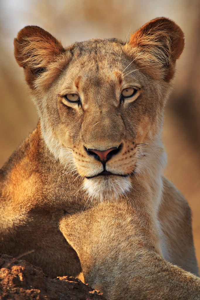 Jacaranda Pride Lioness