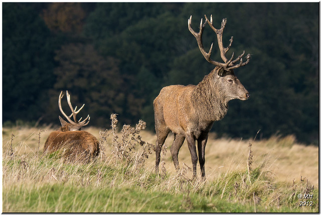 Lyme Park Stags