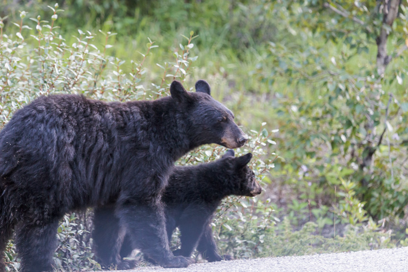 Mommy Bear and Baby Bear