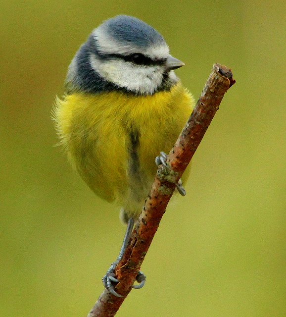 Canon EOS 60D.Canon 70-300mm Lens.Blue Tit On A Rocking Hazel Branch.October 30th 2012.