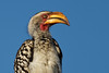 Image: Portrait of a Southern Yellow-Billed Hornbill