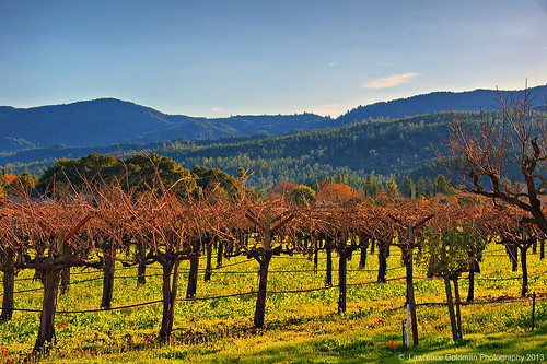 california napavalley viticulture sthelenawinecountry