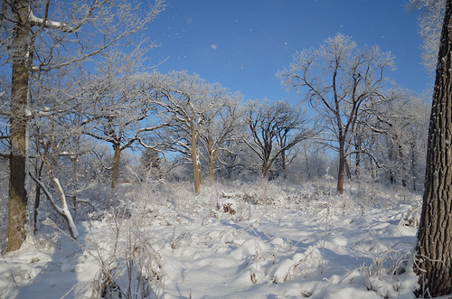 Wingra Oak Savanna winter morning 1-30-2012 062 | by Richard Hurd