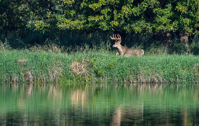 Whitetail Buck across the river.