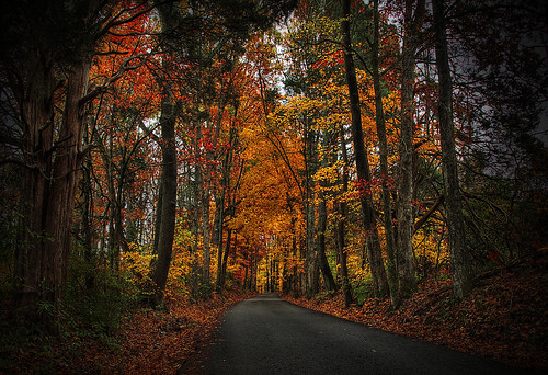 road autumn trees fall leaves photoshop nikon tn tennessee vignette hdr 18mm mtjuliet onelane d90
