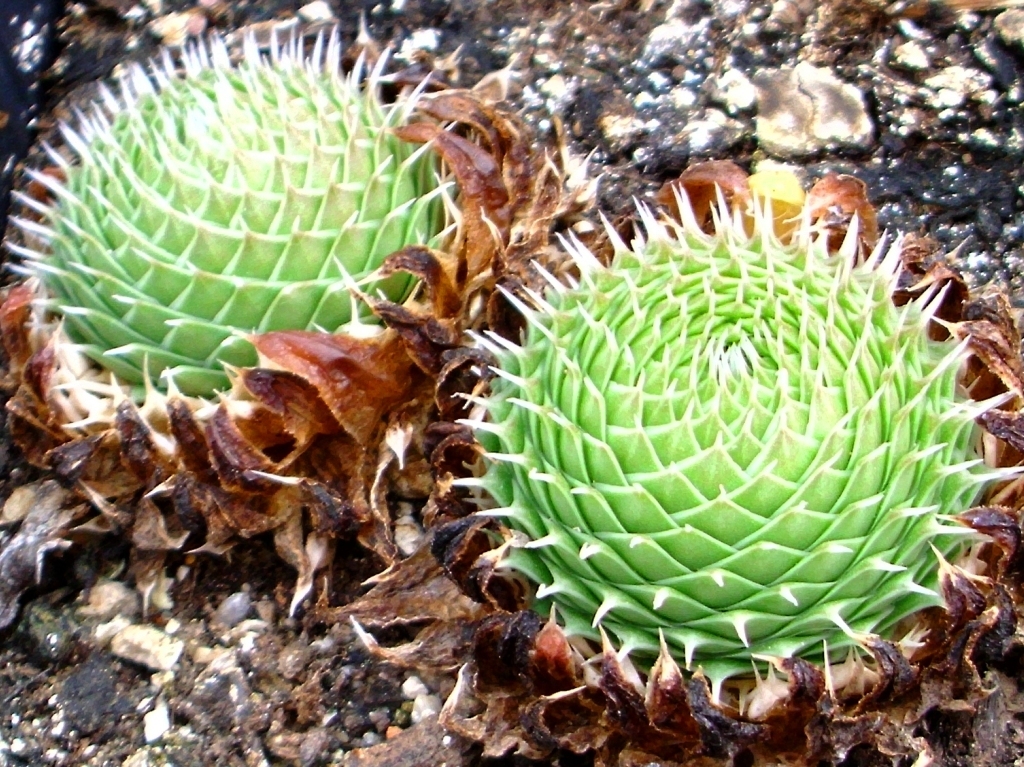 Orostachys spinosa (L.) Sweet form 15