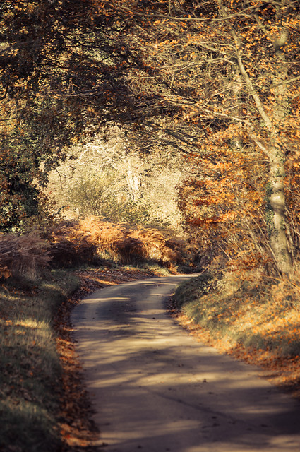 Autumn lane.