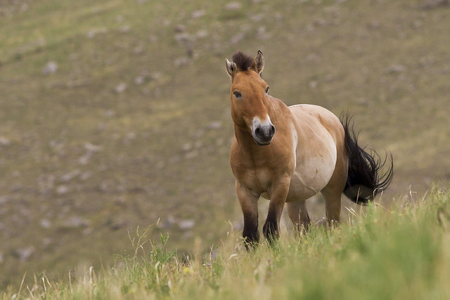 Тахь - Takhi - Przewalski's Horse - Equus ferus przewalskii / Equus przewalskii - Stallion - Khustain Nuruu National Park, Mongolia