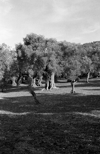 2267.Old olive trees.