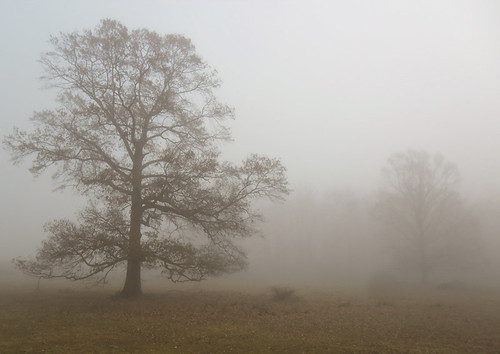 tree beautiful fog landscape us farm maryland 2012