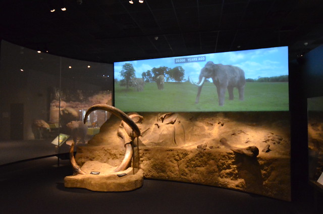 Boston Museum of Science | Mammoths and Mastodons: Titans of the Ice Age | Replica of fossil dig site, and frame from movie of mammoths 20,000 years ago