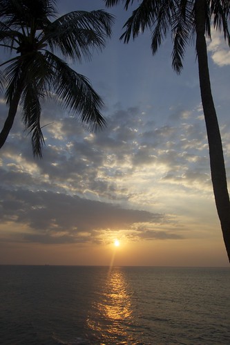 palmtrees srilanka 2012