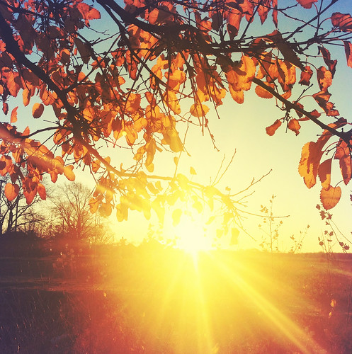 autumn light sky sun tree fall leaves yellow sunrise bluesky goldenhour sunbeams iphone hipstamatic byvanessaray