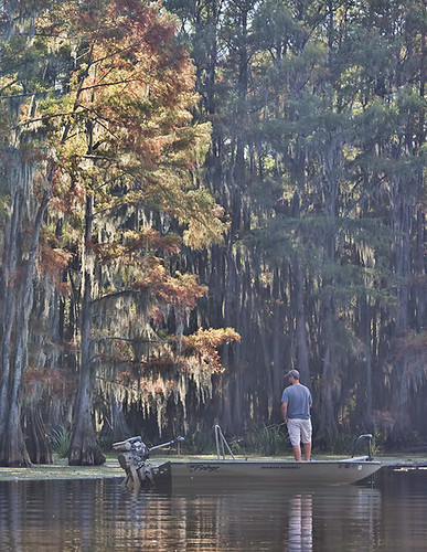 tree fall animal boat fisherman texas wildlife swamp cypress caddolake fishimg texaspineywoods