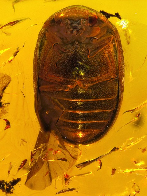 Baltic amber (45 myo) - Marsh beetle (Scirtidae) picture 2/2