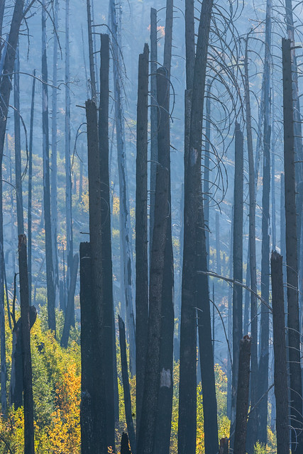 Charred Trees from a Forest Fire in Approach to The Enchantments