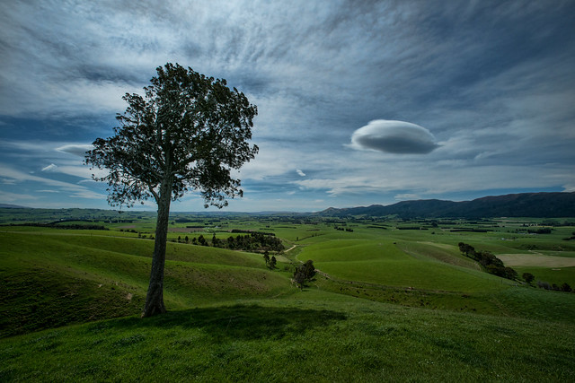 Tree and cloud