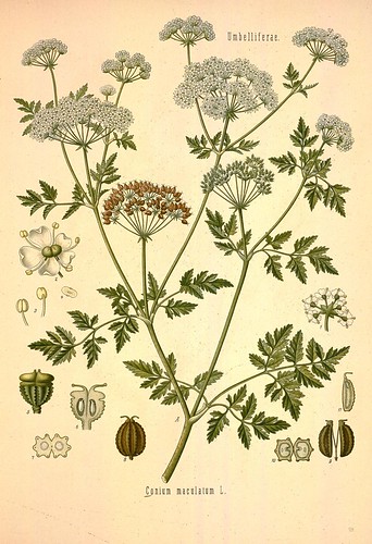 n652_w1150 | Köhler's Medizinal-Pflanzen in naturgetreuen Ab… | Flickr
