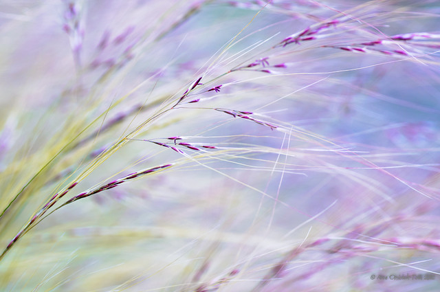 Purple Rain ( of Grasses )