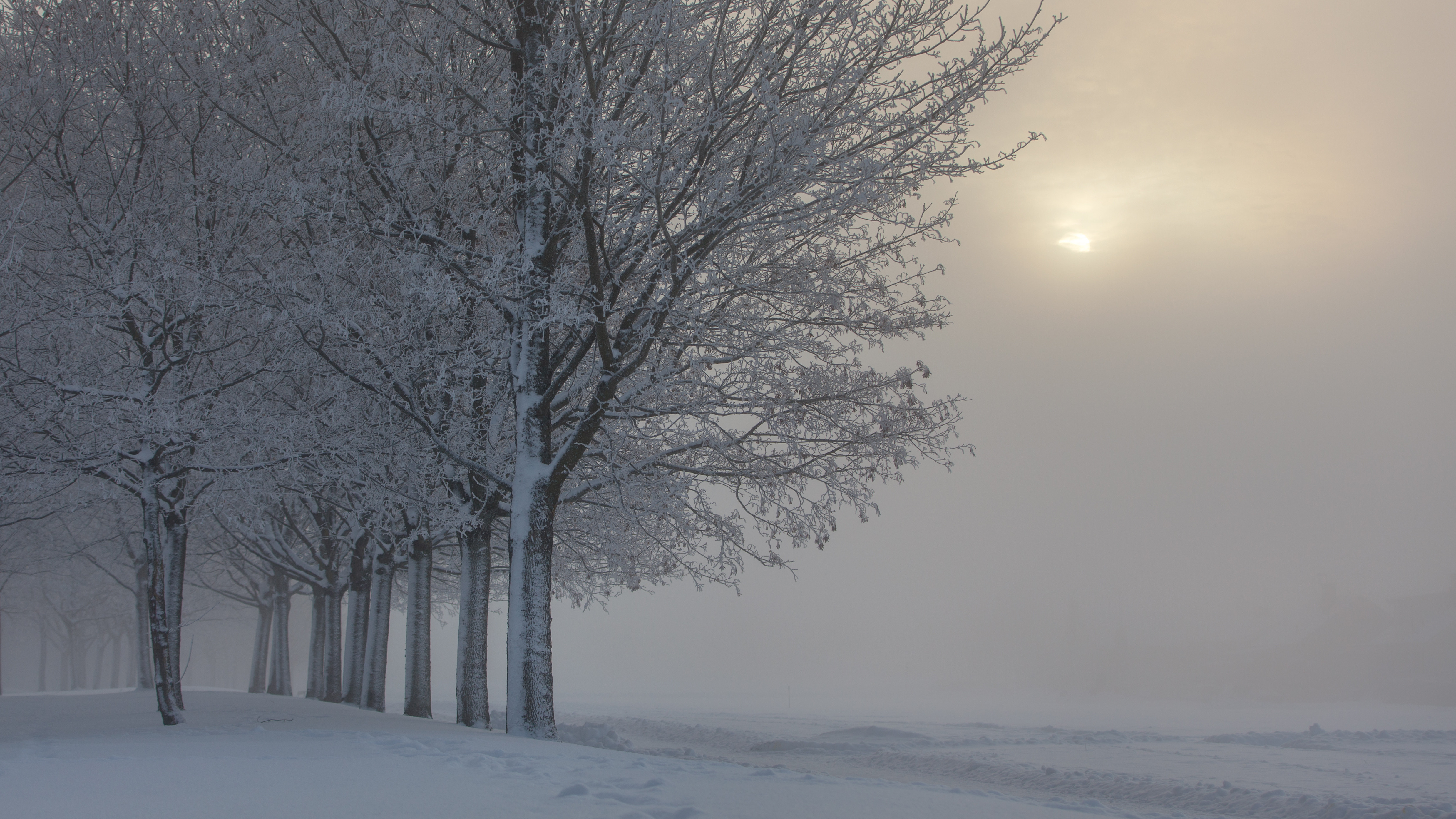Солнечные метели. Снегопад это явление природы. Морозная мгла. Зимний туман. Деревья зимой в тумане.