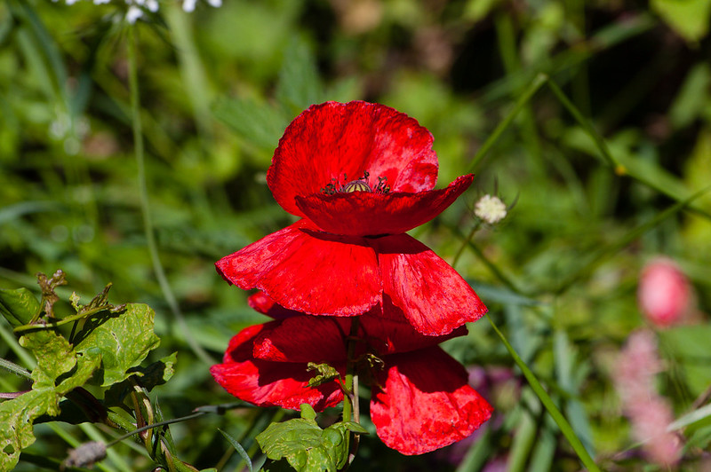 Red and green: poppy