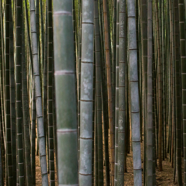 arashiyama bamboo grove 3