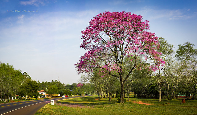 Caaguazú