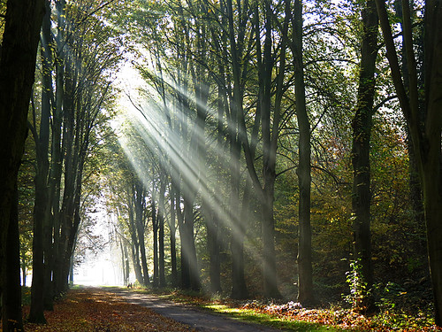 Light in the dark by RainerSchuetz, Early morning sun in the parkautumn fall sunrise sunbeam blinkagain bestofblinkwinners blinksupersta