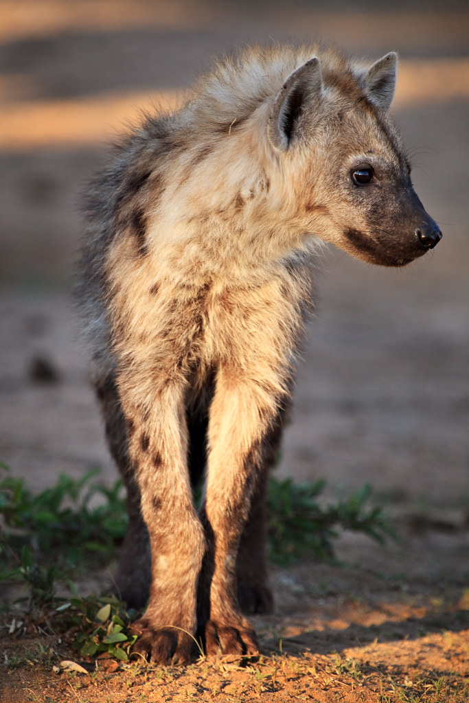 Hyena Cub at Hide Dam
