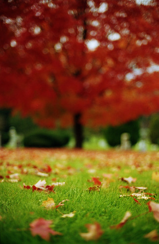 Untitled by facokatashlub, autumn trees sunset fall film grass leaves nikon overcast f100