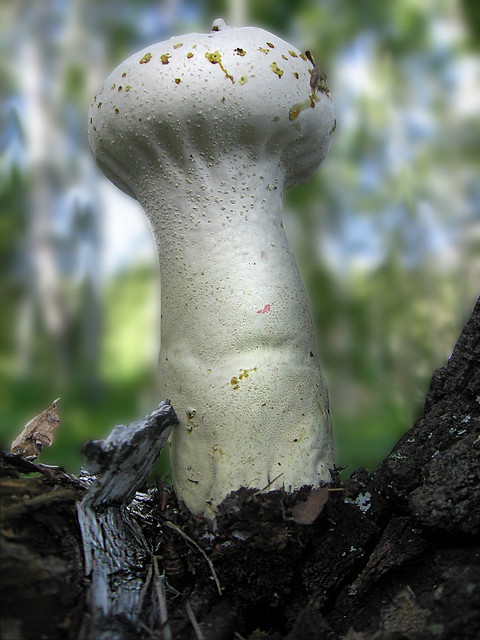 Magnificent mushroom
