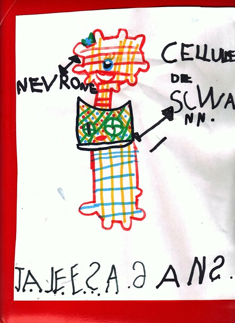 Cellule de Schwann myélinisant un neurone.