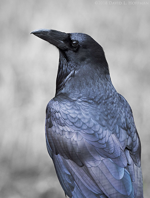 Raven, Sentinel Meadow - Yosemite National Park (2018)