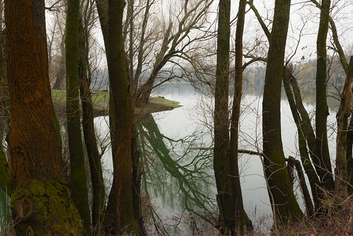 wood trees lake d7200 rainy water moss reflection illusion fog