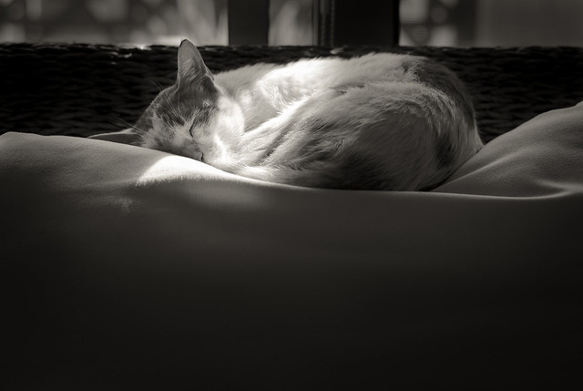 Fudge, sleeping - Leica M10