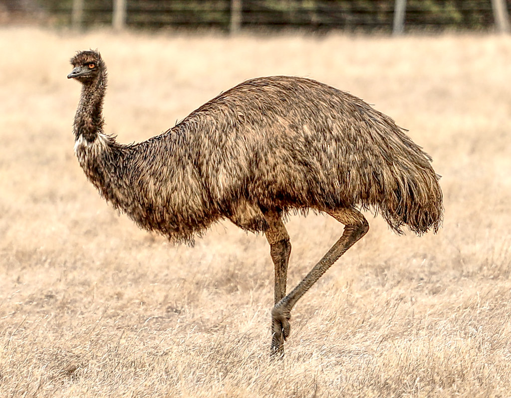 Emu distribution and habitat