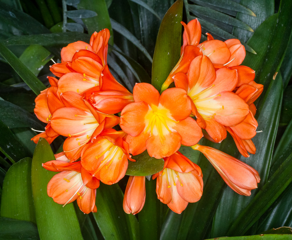 Orange Clivia | Orange Clivia at Longwood Gardens 2018_03_14… | Flickr