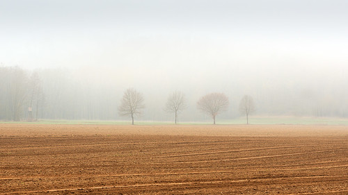 fog field trees sulmauen wetlands leibnitz nature outdoor landscape zen minimalism