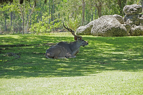 animal animals canon landscape landscapes wildlife zoo zoomiami jneentertainment trip travel trees tree rino deer nature mothernature