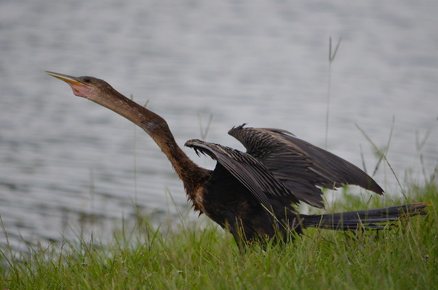 Florida Birds - Anhinga