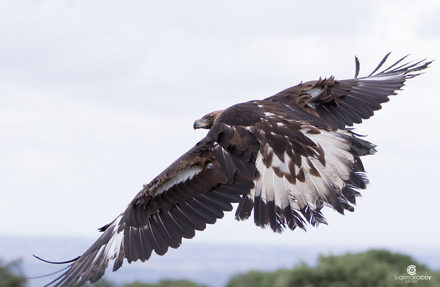 Taking off!! Golden eagle (Aquila chrysaetos) - Águila real (Aquila chrysaetos)