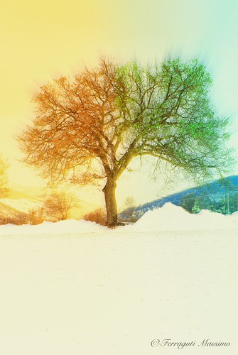Contrasti by Max©, Autunno ?..Primavera?..Inverno!?flowers trees sunset sky parco macro nature fauna landscape nikon tr