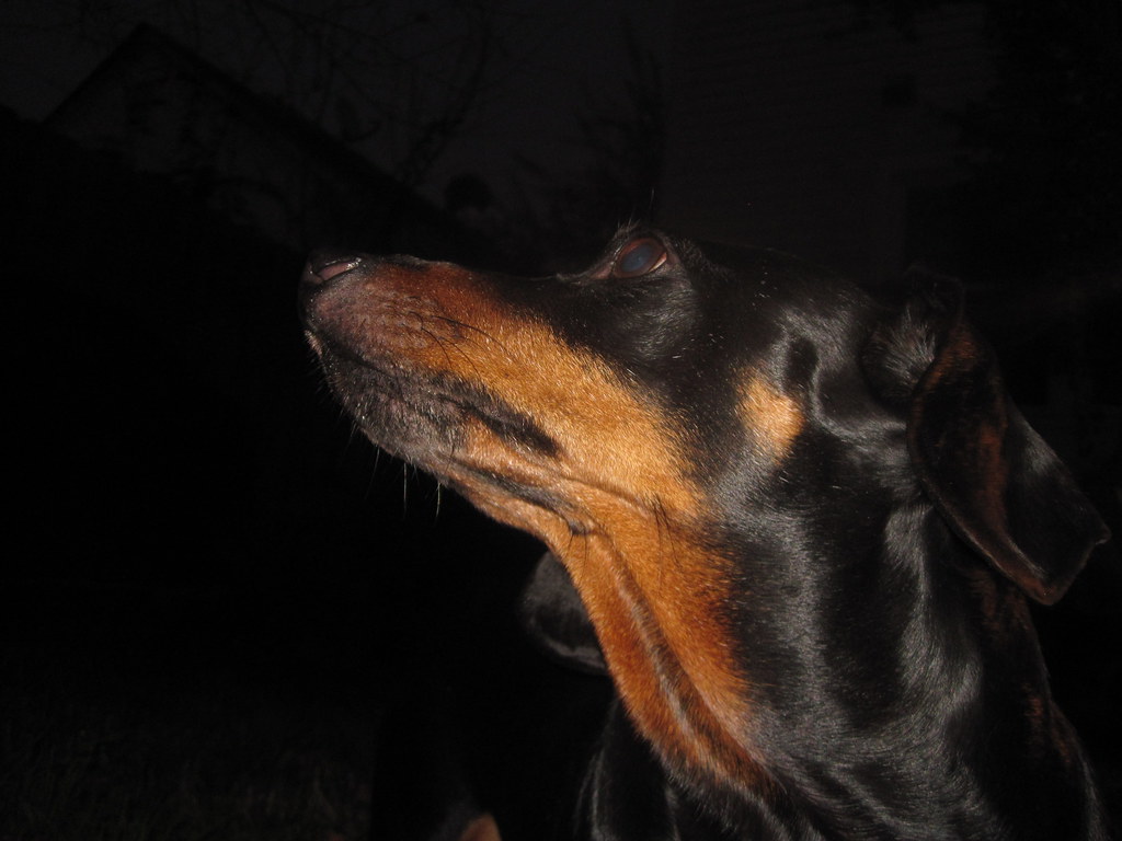 dachshunds throw morning