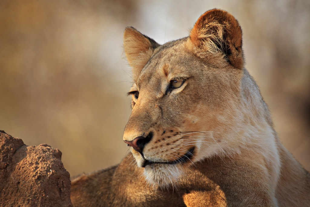 Majestic Timbavati Lioness