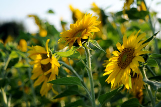 sunflower I