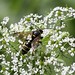 Flickr photo 'Spittlebug-nymph hunting Digger wasp ♀ - Ragwurz-Zikadenwespe' by: gbohne.