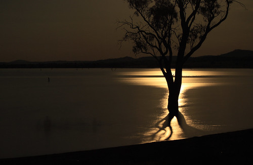 tree water silhouette night moonlight albury humeweir bowna