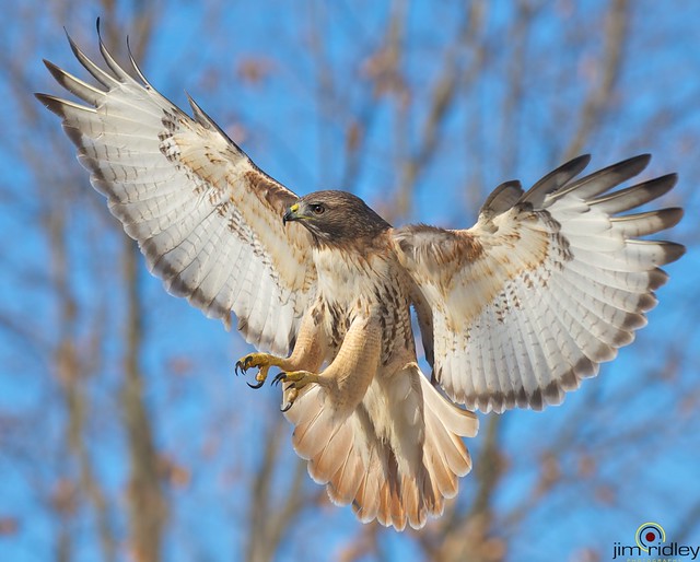 Amazing Red-tailed Hawk!